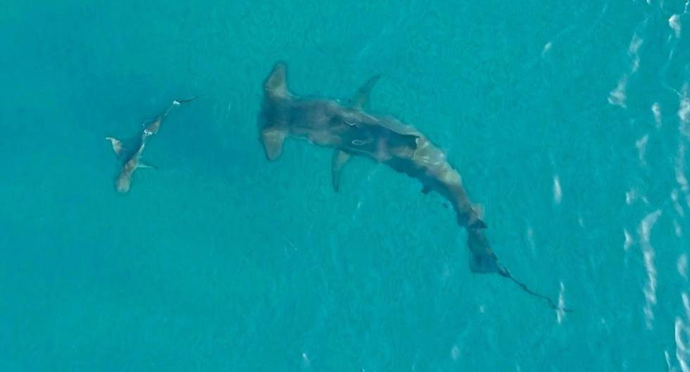 Estos tiburones son el ejemplo perfecto de la supervivencia del más fuerte en el reino animal. (Foto: BlacktipH en YouTube)