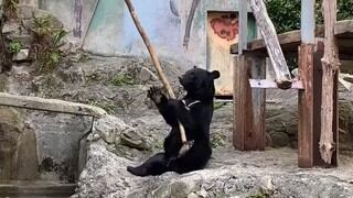 Oso es todo un experto en artes marciales y demuestra ser mejor que ‘Kung Fu Panda’