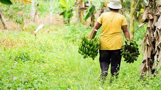 Midagri repartió insumos agrícolas para 63 familias afectadas por lluvias en Amazonas
