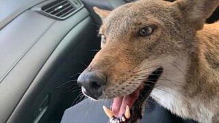 El triste final de ‘Pancho’, el coyote al que confundieron con un perro atropellado