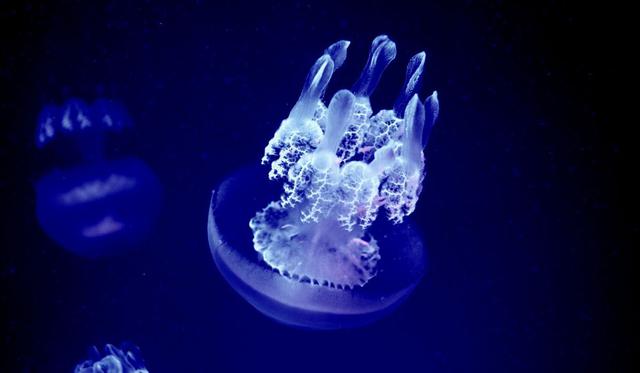 El video de la medusa fue registrado en Francia. (Foto: Referencial - Pixabay)