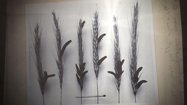 Las primeras órdenes de arresto contra las "brujas" de Salem comenzaron en 1692. (Foto: Getty Images)