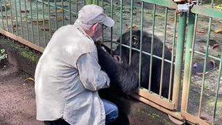 La conmovedora despedida de veterinario que cuidó a un chimpancé en Nicaragua | VIDEO