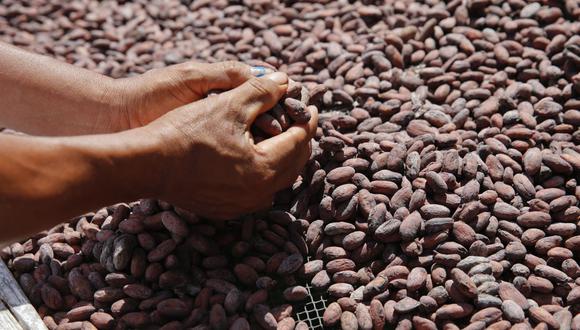 Sobresale el crecimiento de los departamentos de San Martín (+6,6%) con las colocaciones de cacao en grano. (Foto: GEC)