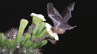 Alados y aliados, los murciélagos polinizan casi 500 especies de flores en el mundo