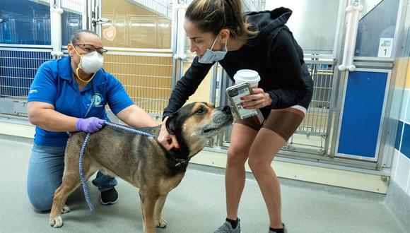 La pandemia del coronavirus ha motivado una mayor adopción de mascotas. (Foto: EFE)