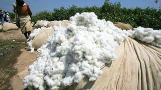 Producción de algodón peruano caerá 30% este año, según estima la SNI