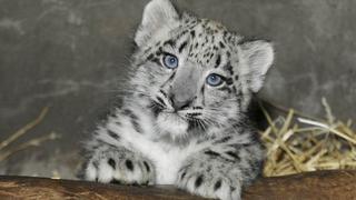Presentan a cachorro de leopardo de las nieves en zoológico de EE.UU.