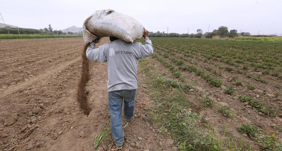 Un trabajador prepara su campo para el inminente inicio de la campaña agrícola en Pachacámac. La falta de urea pone en riesgo este proceso. (Foto: Alessandro Currarino)
