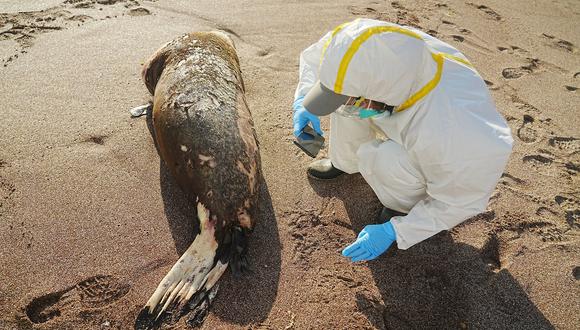 Personal del Serfor evalúa a un lobo marino que podría haber muerto por gripe aviar. Foto: Serfor.