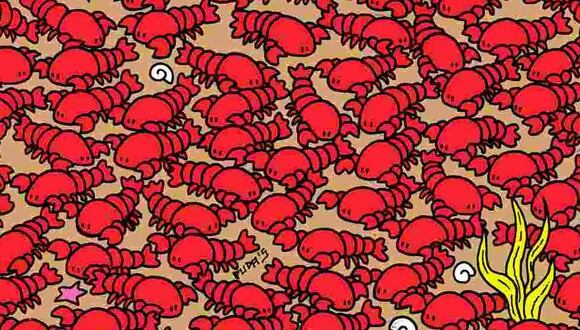 RETO VISUAL | Esta imagen te muestra muchas langostas. Entre ellas, hay cuatro cangrejos. (Foto: dudolf.com)