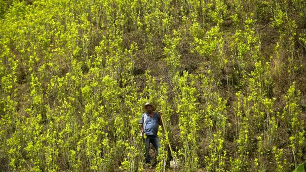 Today, Colombia is producing less coca but more cocaine due to the expertise of the armed groups.  (Photo: Getty Images)