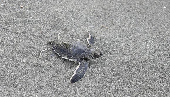 Las tortugas marinas son sensibles a la temperatura, sobre todo en el periodo de incubación y en su fase como neonato. Foto: Nina Cordero