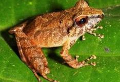 Descubren nueva especie de rana en el Parque Nacional Alto Purús 