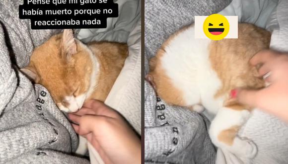 Gato le da tremendo susto a su dueña haciendose pasar por muerto y su reacción es viral | VIDEO (Foto: TikTok/@karmanuela_).