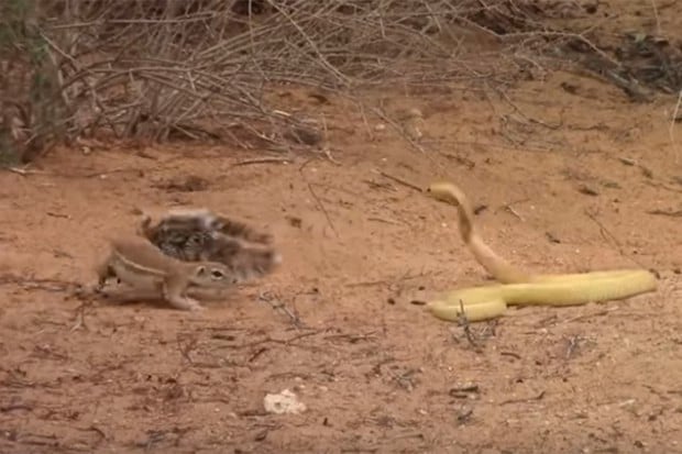 La mamá ardilla defendió con su vida a sus crías, que iban a ser devoradas por la letal cobra. | Foto: Captura