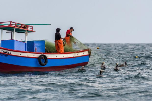 Los pescadores artesanales en Puerto Pizarro, Tumbes, en el norte del Perú. Foto: Andre Baertschi / Oceana.