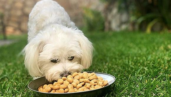 Cuando le des a tu mascota comida seca, recuerda siempre tener cerca su otro recipiente lleno de agua fresca. (Foto: Andrea Carrión)