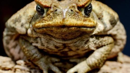 Advierten de invasión de sapos venenosos en Madagascar