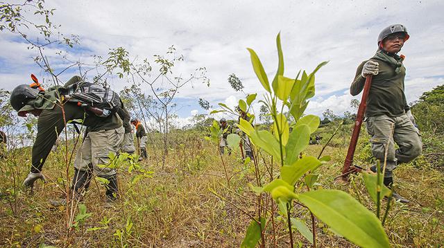 Así se erradican cultivos de hoja de coca en el Alto Huallaga - 3