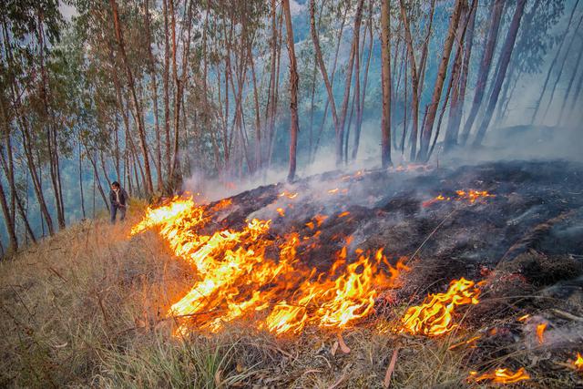 Cusco: serenos y bomberos evitaron incendio forestal en Ccoyahuacho. (Foto: Municipalidad de San Jerónimo)