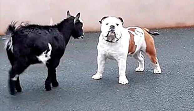 Cabra bebé ataca furiosamente a un bulldog y éste la mira sin entender nada. El video es viral en redes sociales. (YouTube)