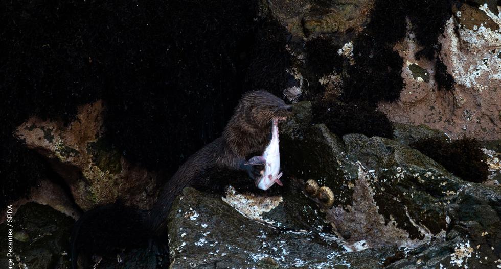 Nutria felina. (Foto: Jorge Pezantes / SPDA)