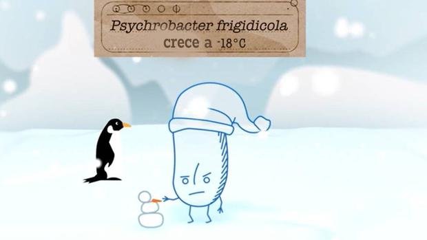 Cartoon of Psychrobacter frigidicola that grows at -18 degrees celcius