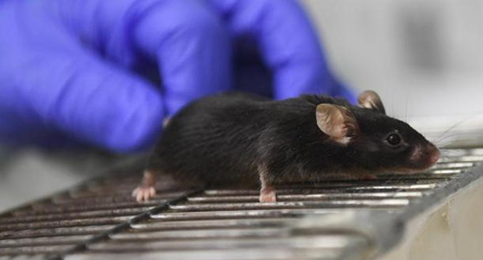 Un grupo de investigadores restauró en ratones adultos la capacidad de su corteza auditiva para aprender nuevos sonidos. Aquí los detalles. (Foto: Getty Images)