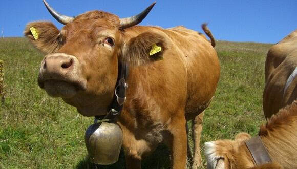 Las campanas que las vacas lucen en sus cuellos tienen un valor sentimental para los ganaderos.&nbsp; &nbsp;(Foto: Referencial - Pixabay)