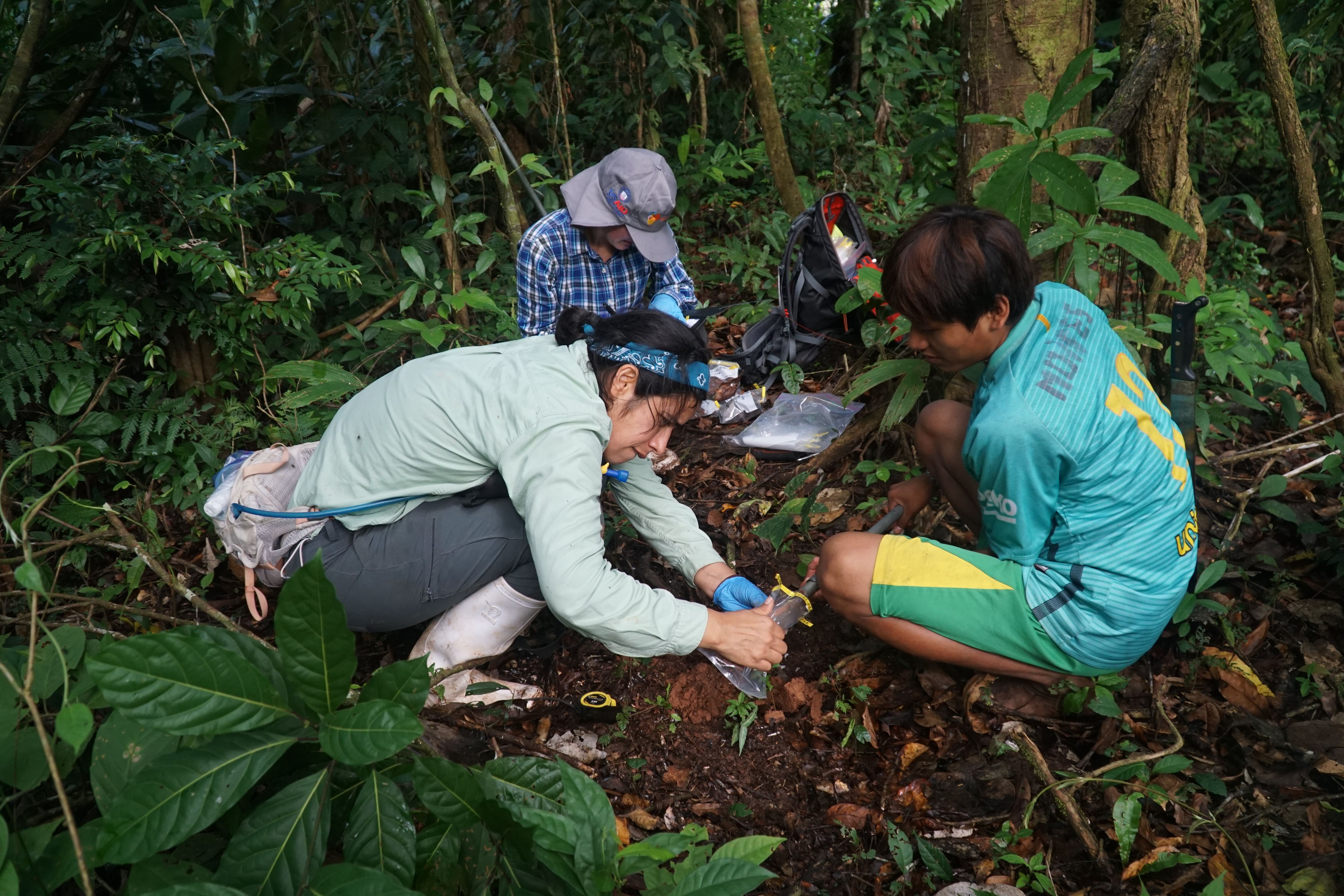 El equipo de especialistas tomando muestras de suelo y hojas del bosque amazónico. (Foto: Cincia)
