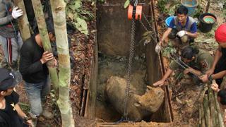 Primer contacto con un rinoceronte raro en Borneo tras 40 años