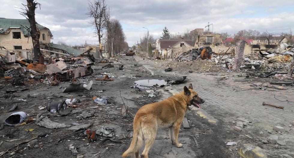 Un perro camina por la desolada Bucha, ciudad cercana a Kiev, Ucrania. AP