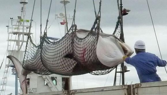 Japón vuelve a cazar ballenas en sus costas