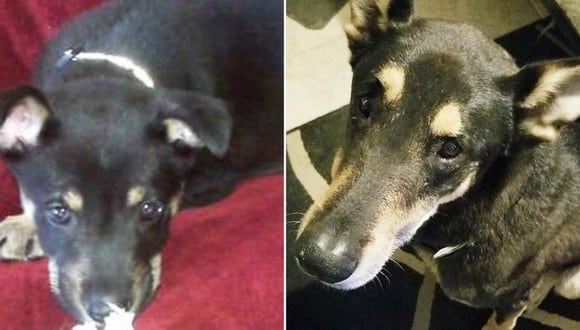 'Nico' se perdió cuando era un cachorro y, cuatro años después, pudo reencontrarse con su dueña gracias a una llamada telefónica. (Foto: Inside Edition en YouTube)