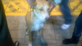 Perro extraviado viajó a bordo de bus del Metropolitano