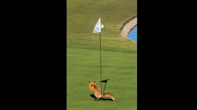 Este zorro encontró el lugar perfecto para hacer sus necesidades en uno de los hoyos de este campo de golf en San José, Estados Unidos. (BBC)