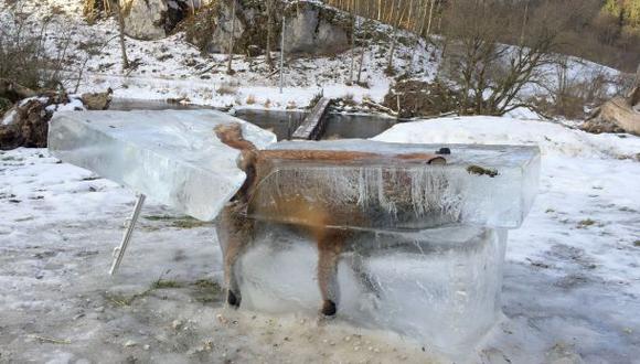 Se cree que el zorro cay&oacute; dentro del r&iacute;o Danubio, en Europa, que estos d&iacute;as se ha congelado debido a las bajas temperaturas. (Foto: AFP)