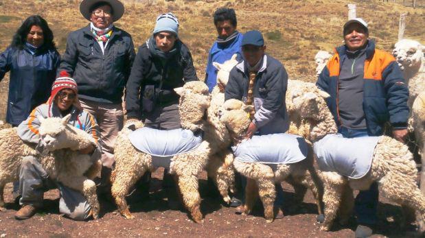 Previenen mortalidad de alpacas con chalecos impermeables