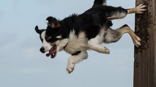 Perrita demuestra sus habilidades para el parkour y se convierte en una sensación viral