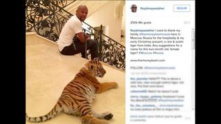 Floyd Mayweather tiene nueva mascota: ¡una tigresa!