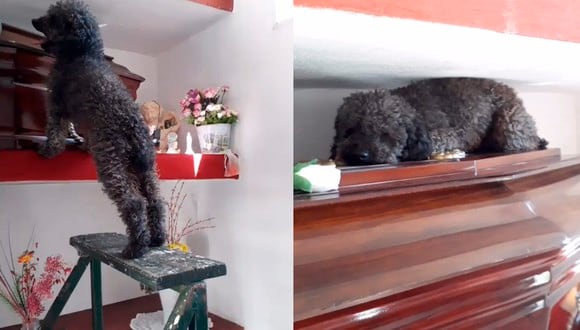 El pequeño Benito permanece así cada vez que visita la cripta de su mamá Joha, quien falleció hace cuatro años.| Foto: @Bele_dure
