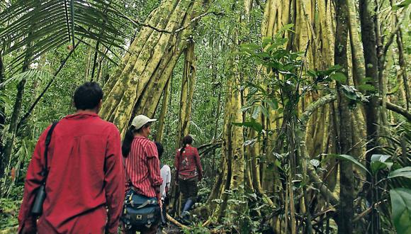 Perú podrá acceder a US$250 millones si reduce deforestación