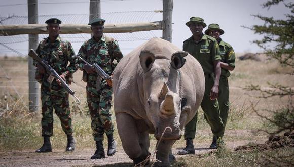 Escoltada por guardabosques y cuidadores la rinoceronte blanca de diecinueve años Fatu -una de las dos últimas de su especie- camina hacia la zona de pasto en la Reserva Ol Pejeta, a 200km de la capital de Kenia, Nairobi. (Foto: EFE)