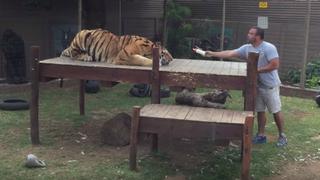 Entró al hábitat de un tigre para alimentarlo y se llevó el susto de su vida