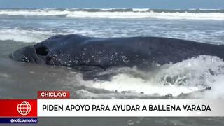 Pobladores intentan auxiliar a ballena varada en playa de Lambayeque