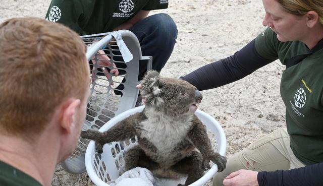 Carrera contra el tiempo para salvar los animales en isla Canguro en Australia. (Foto: AFP)