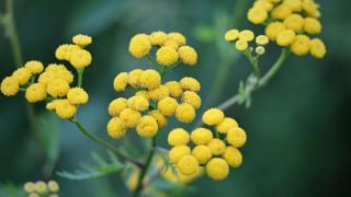 Cómo mantener tu flor siempre viva para que esté hermosa para la Semana Santa