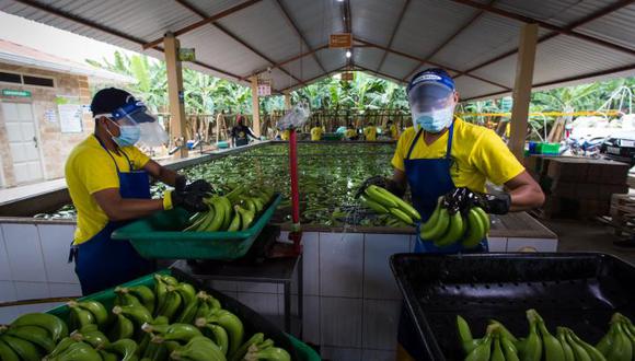 Planta de plátanos en Ecuador. (Foto: DPA/PICTURE ALLIANCE)
