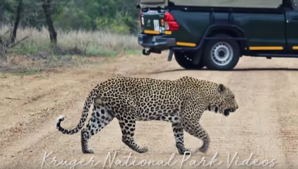 Temible leopardo cruza carretera en una reserva de África y deja paralizados a los conductores. (Foto: Captura /YouTube)